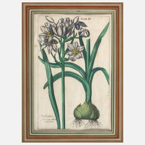 Jan Theodor de Bry, Narzissen