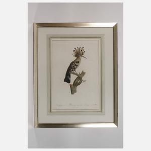 Auf einem Ast sitzender Wiedehopf