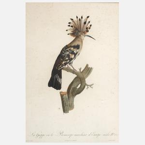 Auf einem Ast sitzender Wiedehopf