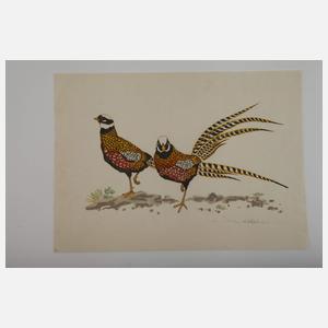 Walter Helfenbein, Fasanenpaar