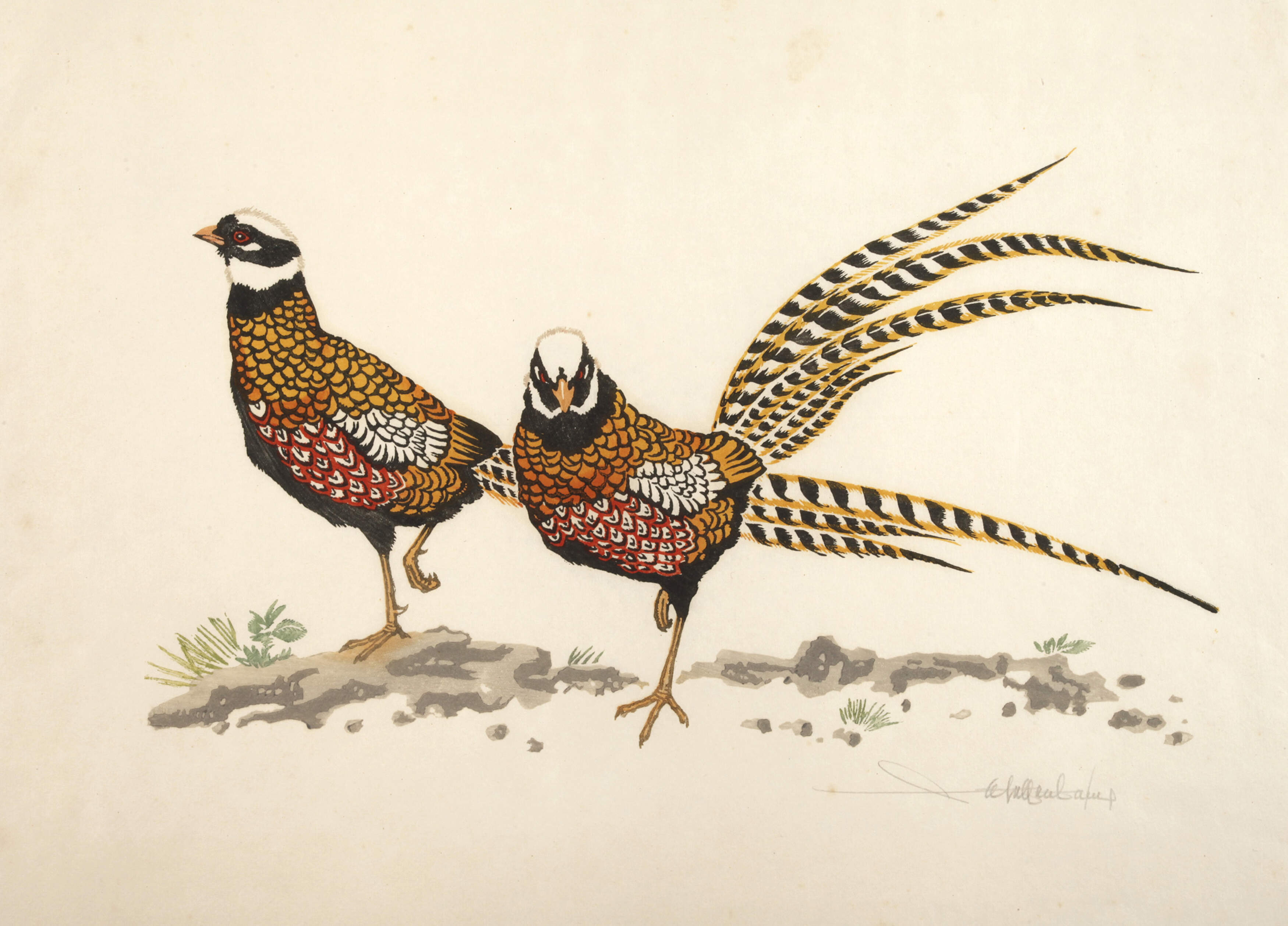 Walter Helfenbein, Fasanenpaar