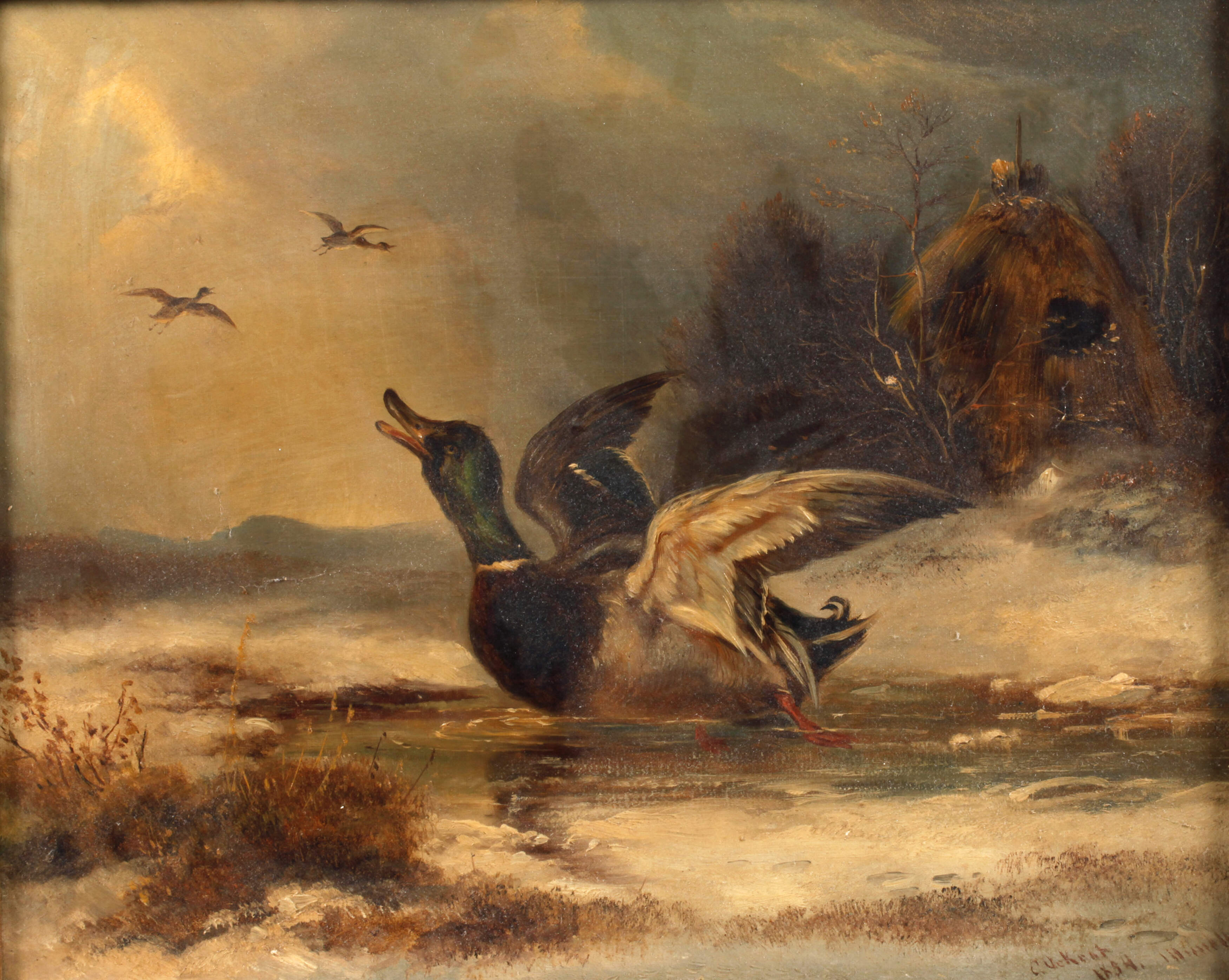 Carl Ockert, Erpel vor dem Abflug