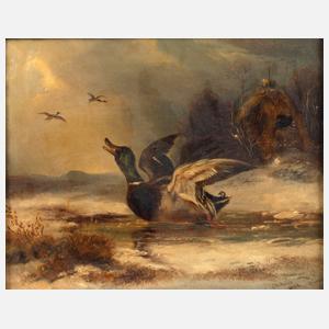 Carl Ockert, Erpel vor dem Abflug