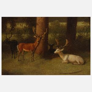 Phillips, "Ruhendes Rotwild"