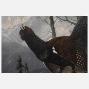 Clemens Freitag, Balzender Auerhahn im Gebirge