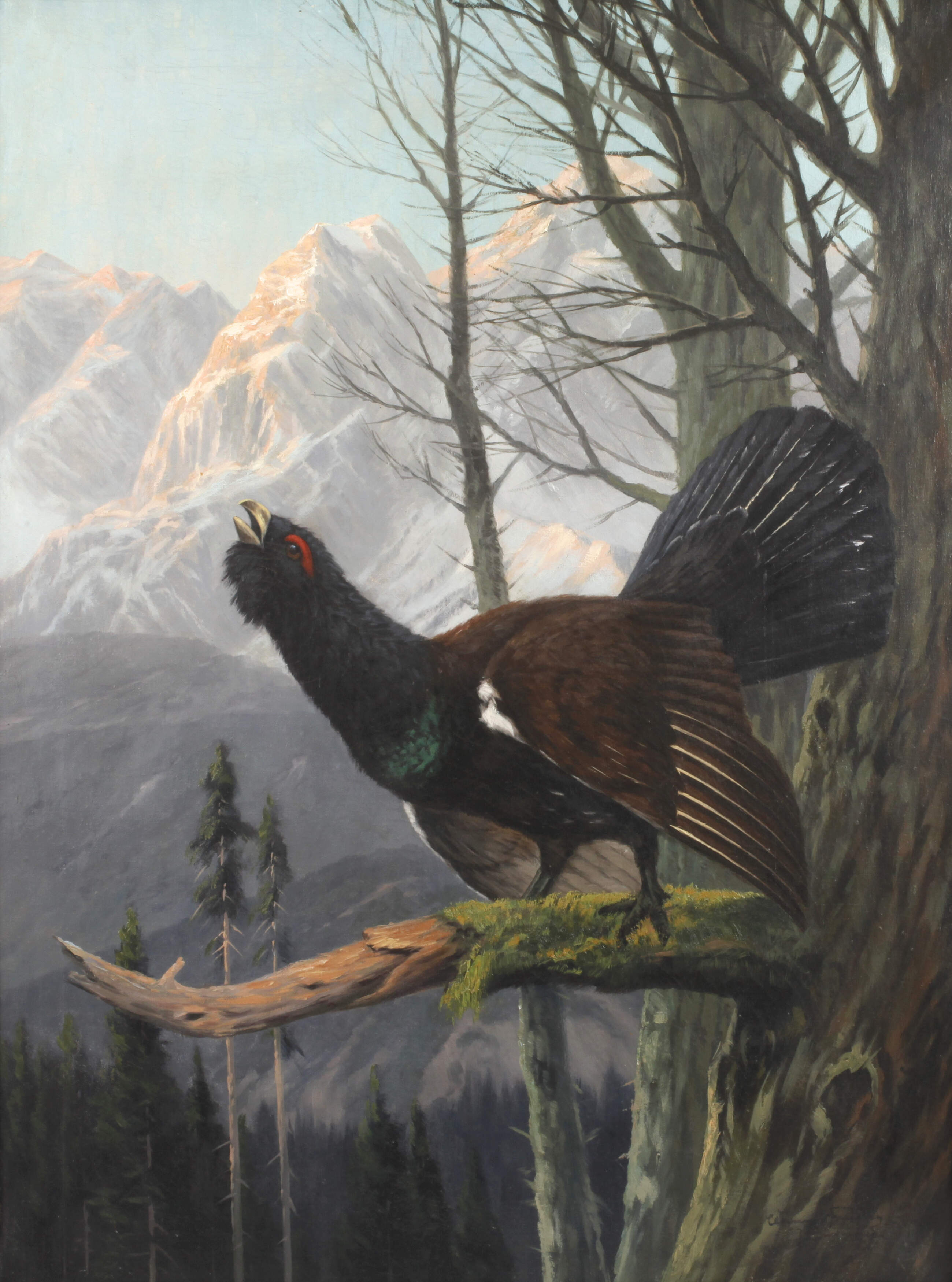 Clemens Freitag, Balzender Auerhahn im Gebirge