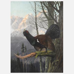 Clemens Freitag, Balzender Auerhahn im Gebirge