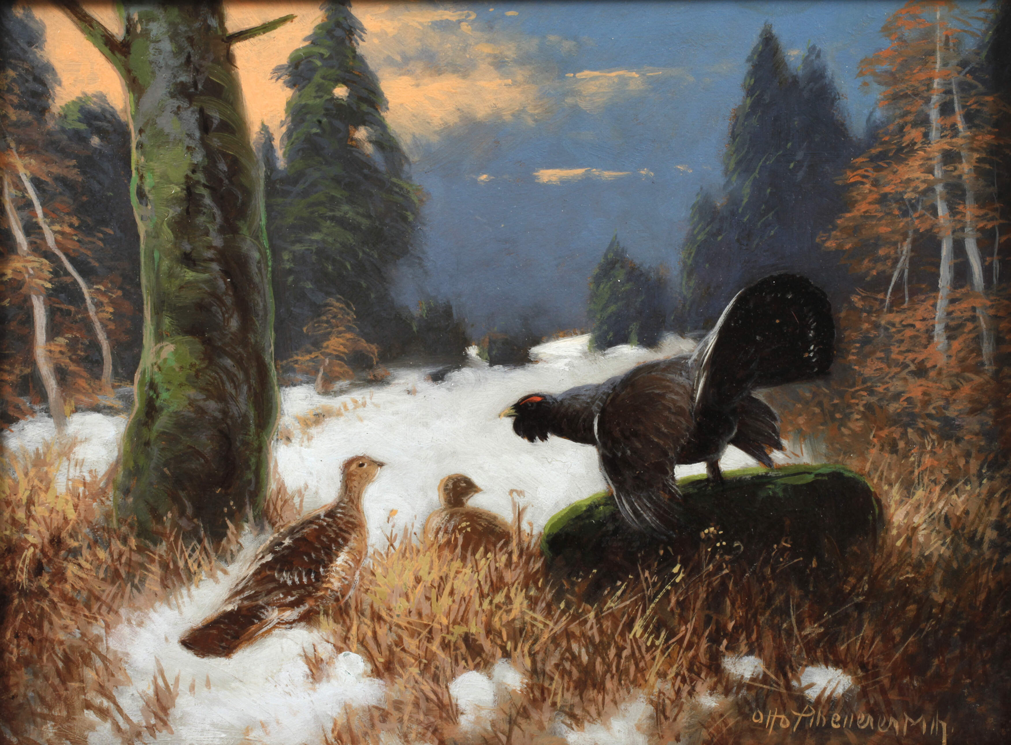 Otto Scheuerer, Balzender Auerhahn