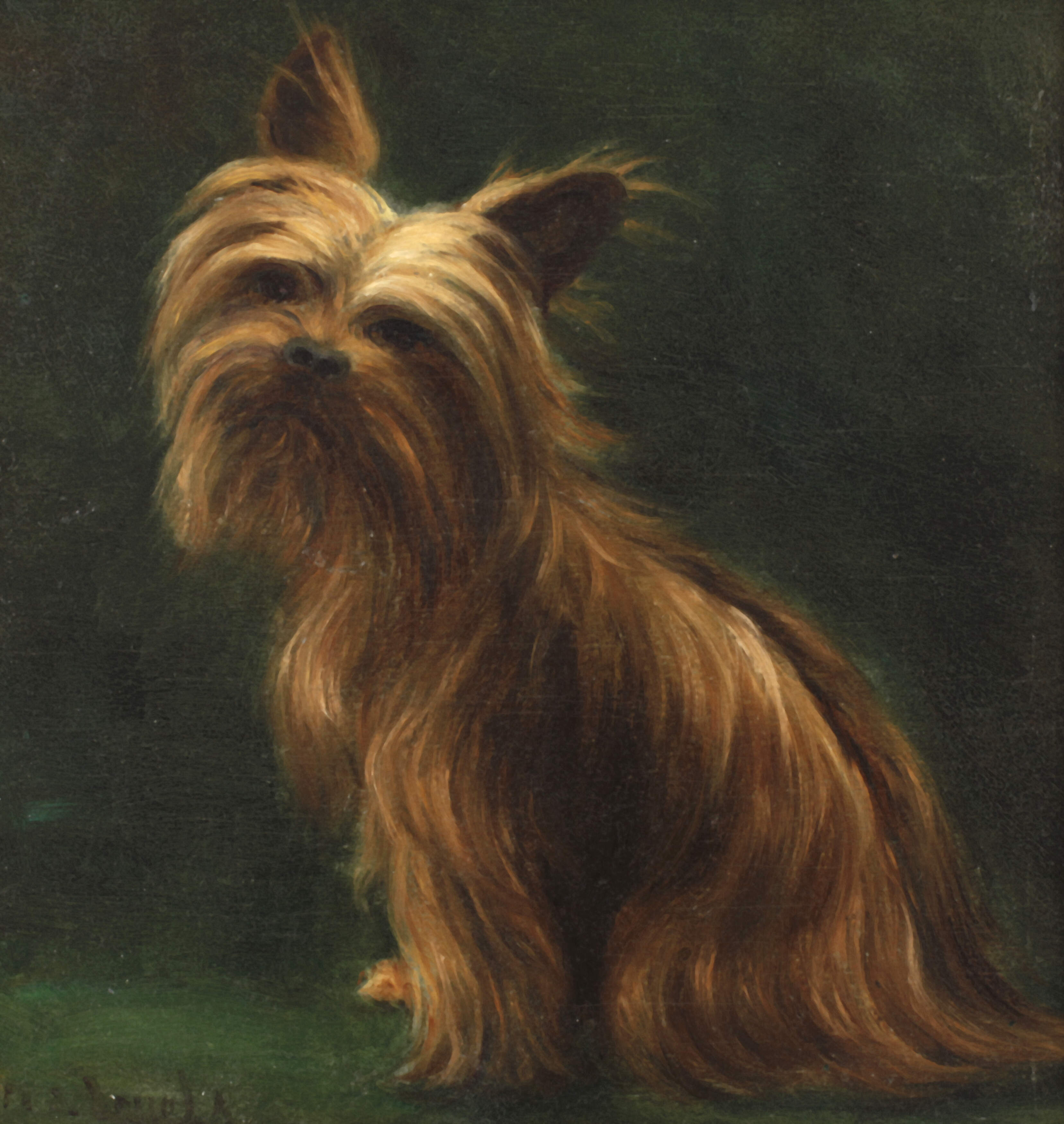 Yorkshire Terrier