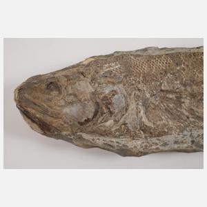 Drei Versteinerungen