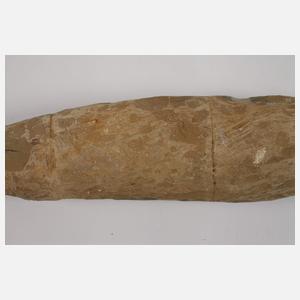 Drei Versteinerungen