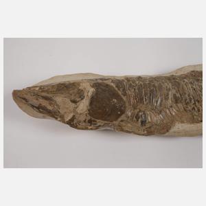 Drei Versteinerungen