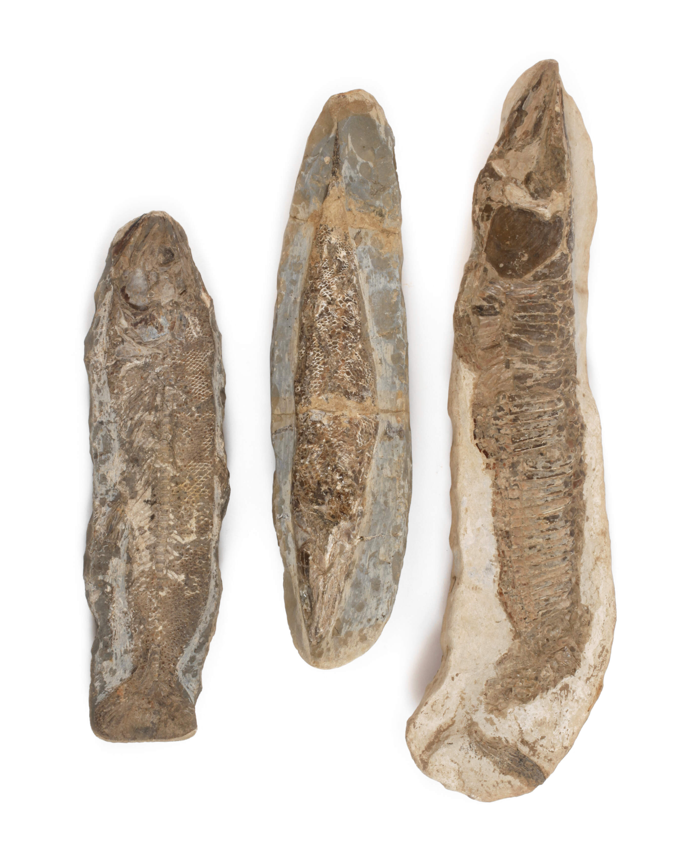 Drei Versteinerungen