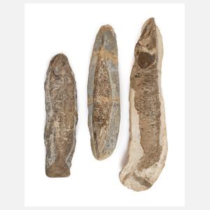 Drei Versteinerungen