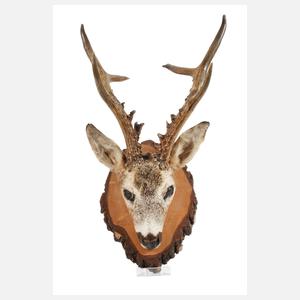 Jagdtrophäe