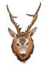 Jagdtrophäe