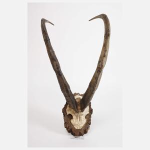 Jagdtrophäe