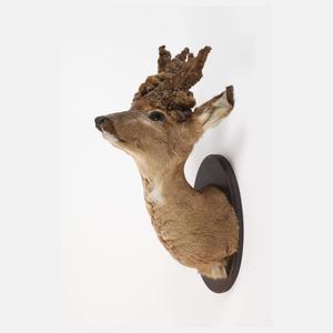 Jagtrophäe Perückenbock