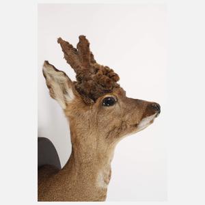 Jagtrophäe Perückenbock