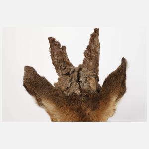 Jagtrophäe Perückenbock