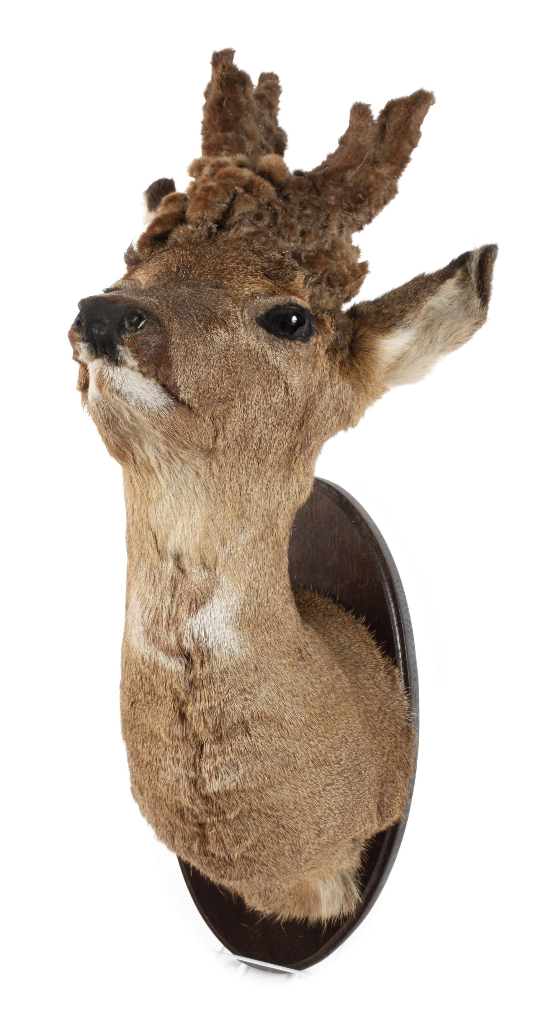 Jagtrophäe Perückenbock