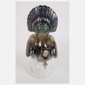 Tettau balzender Auerhahn