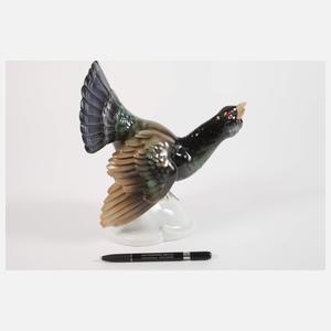 Tettau balzender Auerhahn