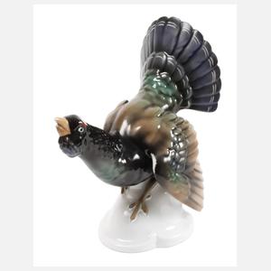 Tettau balzender Auerhahn