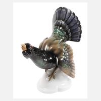 Tettau balzender Auerhahn111