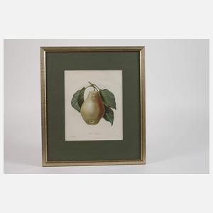 Pierre-Joseph Redouté, "Poire Tarquin"