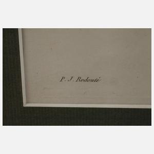 Pierre-Joseph Redouté, "Poire Tarquin"