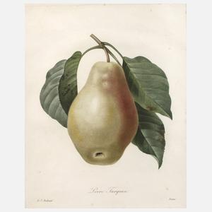 Pierre-Joseph Redouté, "Poire Tarquin"