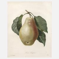 Pierre-Joseph Redouté, "Poire Tarquin"111
