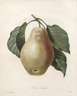Pierre-Joseph Redouté, "Poire Tarquin"