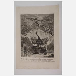 Johann Elias Ridinger, Graphiksammlung