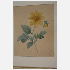 Pierre-Joseph Redouté, Konvolut Pflanzendarstellungen