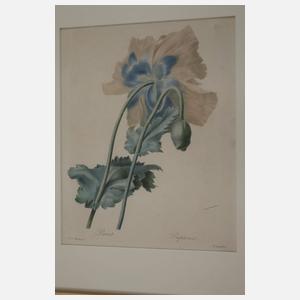 Pierre-Joseph Redouté, Konvolut Pflanzendarstellungen