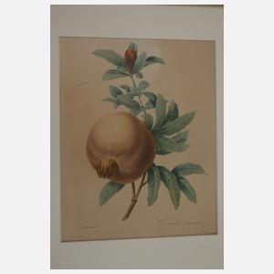 Pierre-Joseph Redouté, Konvolut Pflanzendarstellungen