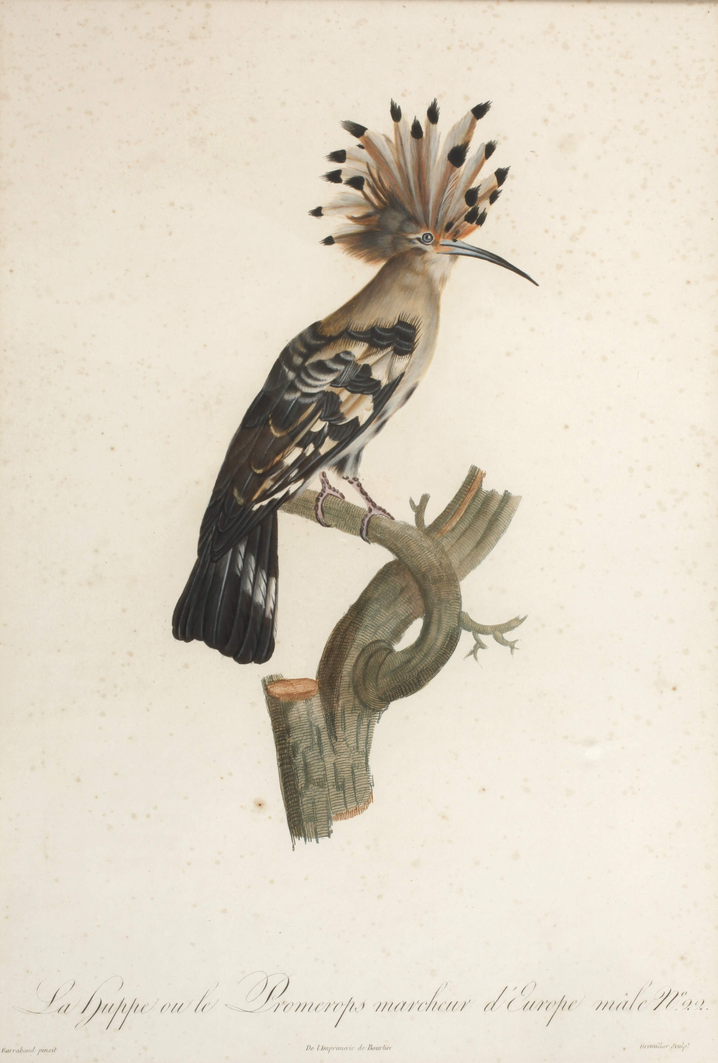 Auf einem Ast sitzender Wiedehopf