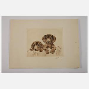 Kurt Meyer-Eberhardt, Zwei Hundewelpen