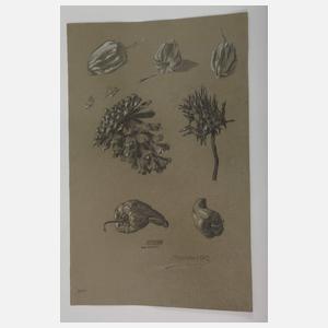 Friedrich Kotz, Paar Studienblätter