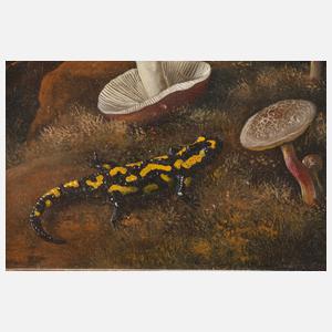 Pilze mit Insekten und Feuersalamander