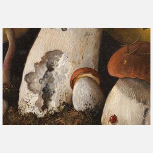 Pilze mit Insekten und Feuersalamander