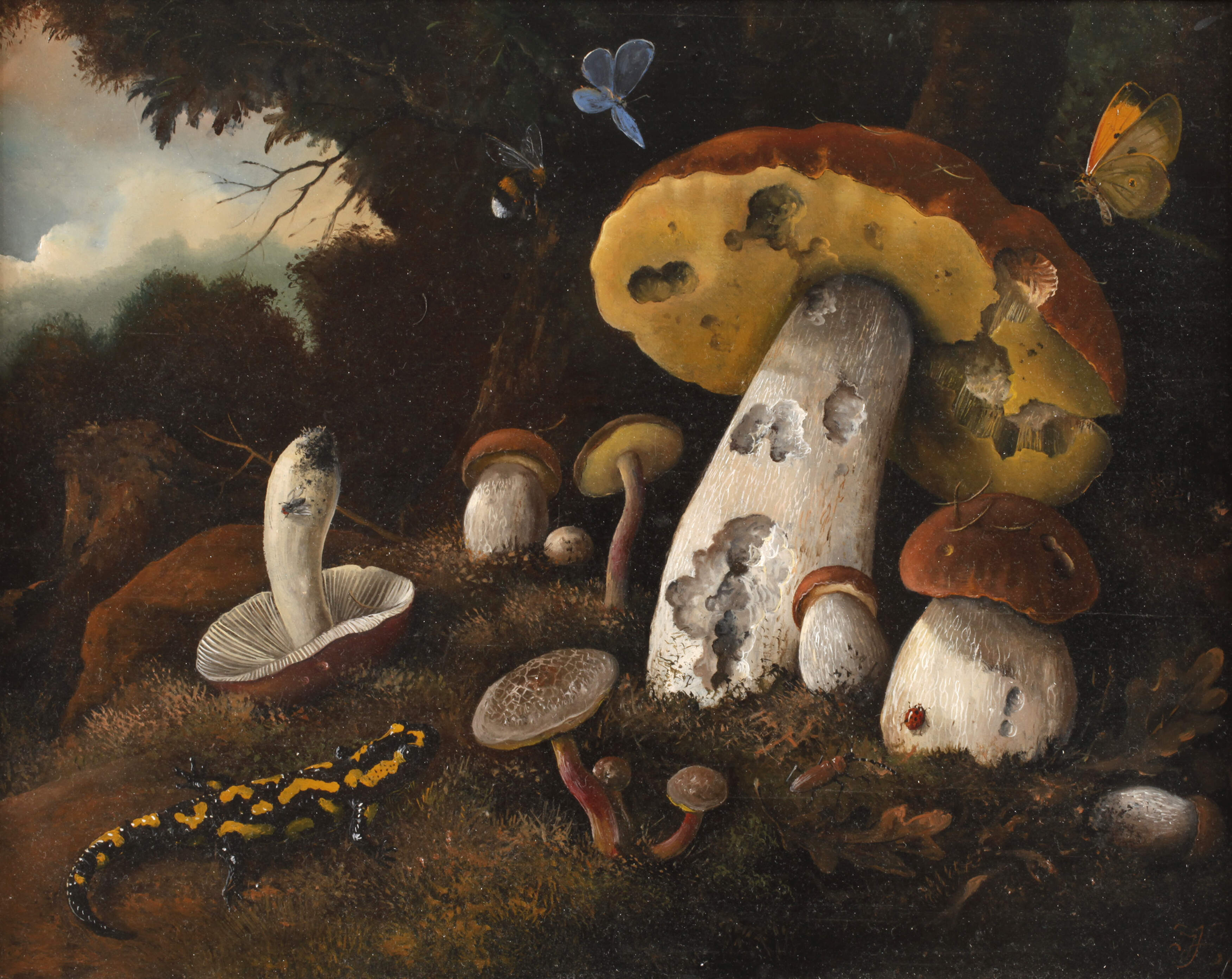 Pilze mit Insekten und Feuersalamander