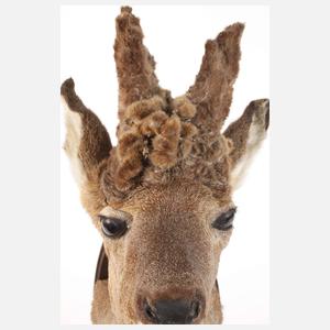 Jagtrophäe Perückenbock