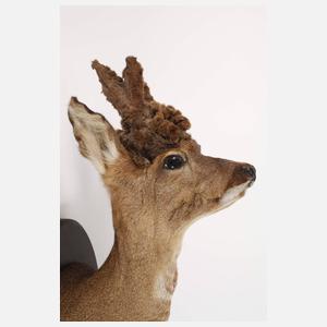 Jagtrophäe Perückenbock