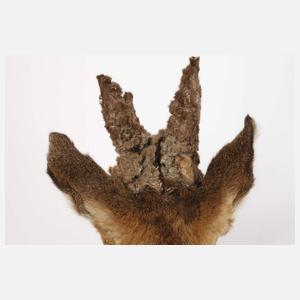 Jagtrophäe Perückenbock