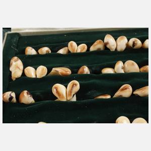 Konvolut Hirschgrandeln