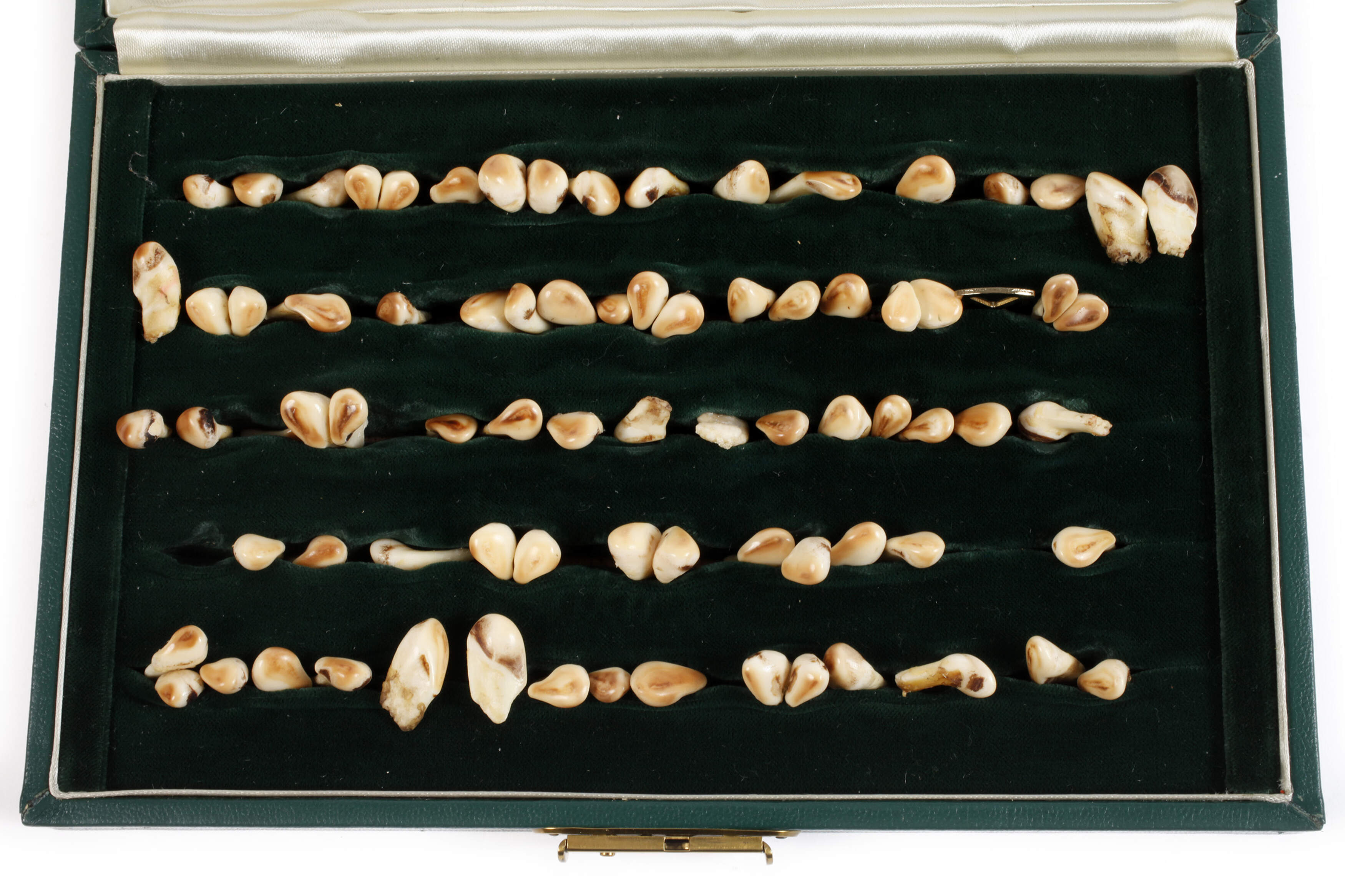 Konvolut Hirschgrandeln