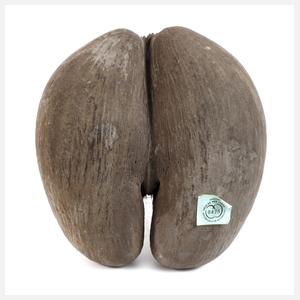 Coco de Mer